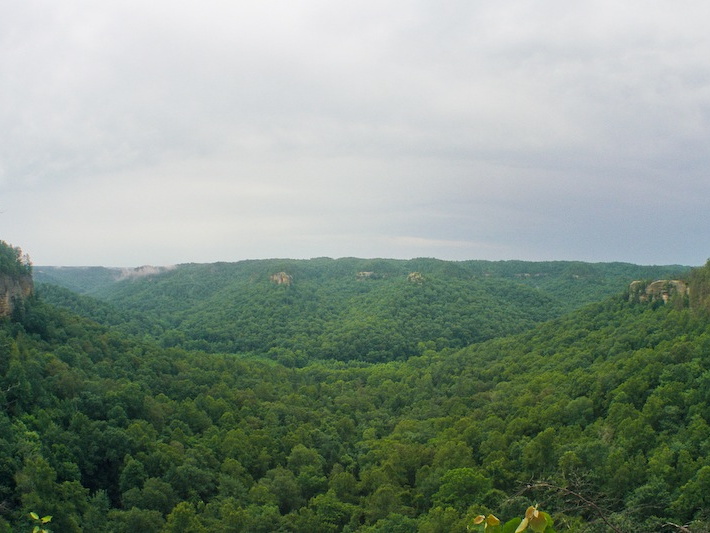 Lush forest after wet spring and early summer